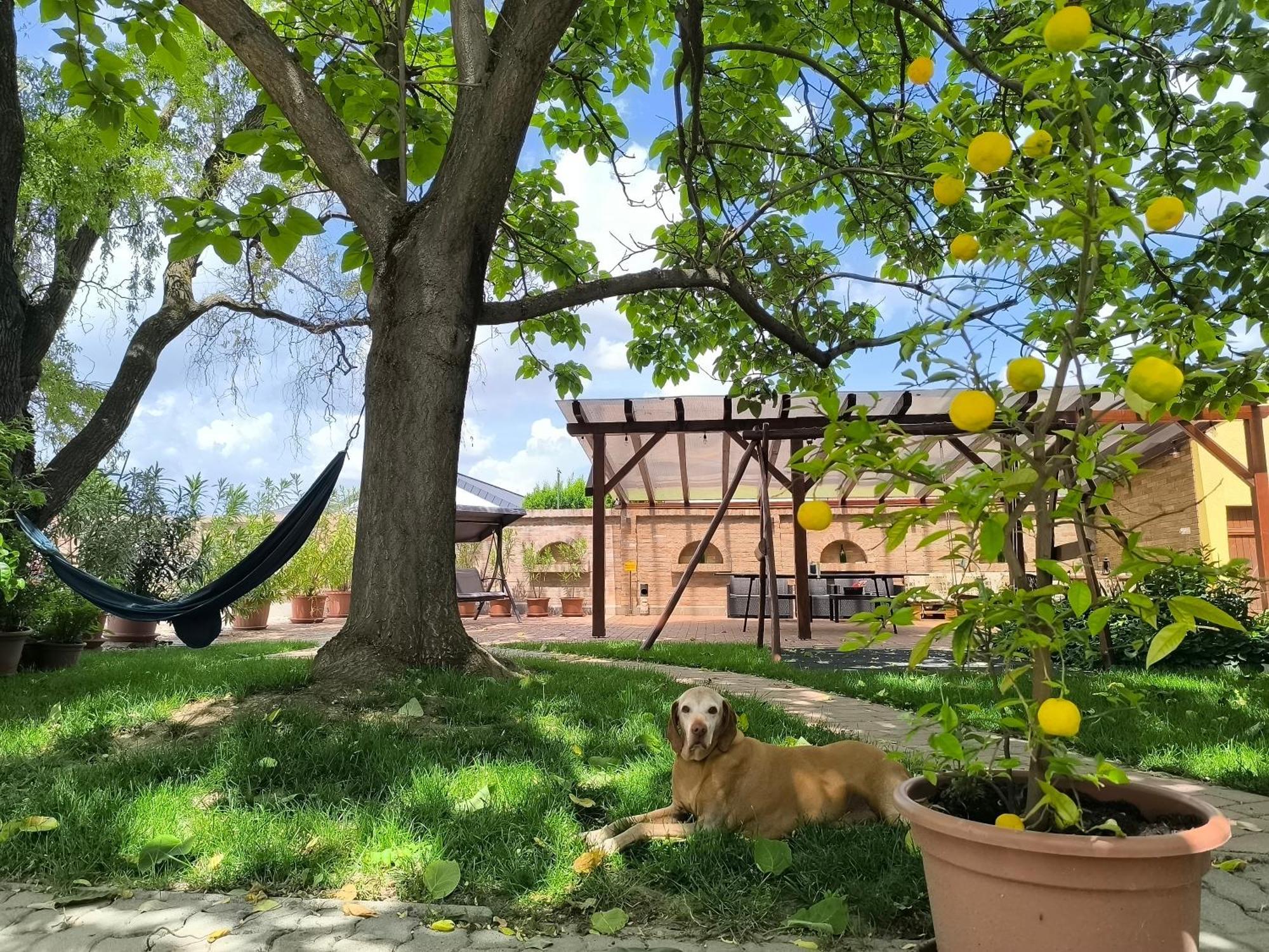 Eckhardt Vendeghaz Hotel Villány Екстериор снимка
